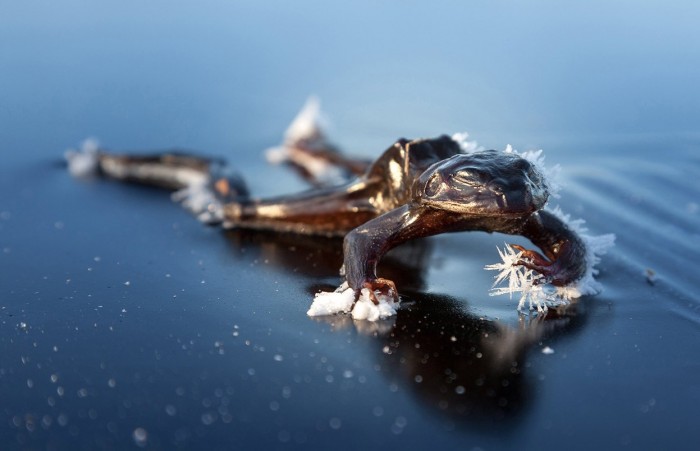 Фотоконкурс & laquo; National Geographic Photography Contest 2013 & raquo; (частина друга)