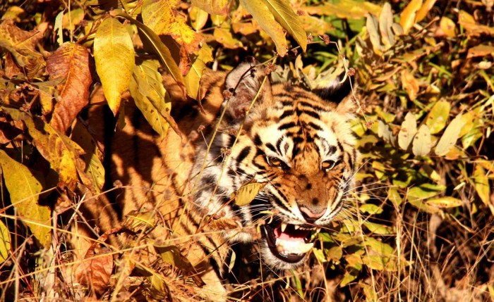 Фотоконкурс «National Geographic Photography Contest 2013» (часть вторая)