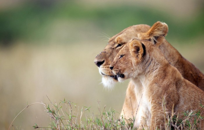 Фотоконкурс & laquo; National Geographic Photography Contest 2013 & raquo; (частина друга)