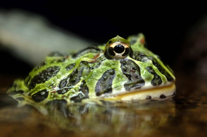 Тварини в новинах: ведмежі хороводи, сурікатное Різдво і мотиви казки про царевне- жабі