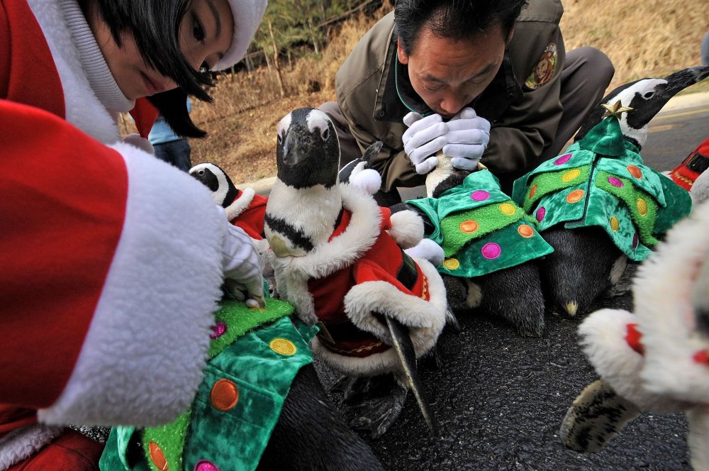 Christmas penguins in South Korea