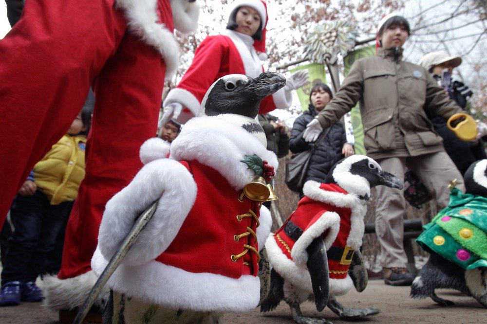 Christmas penguins in South Korea