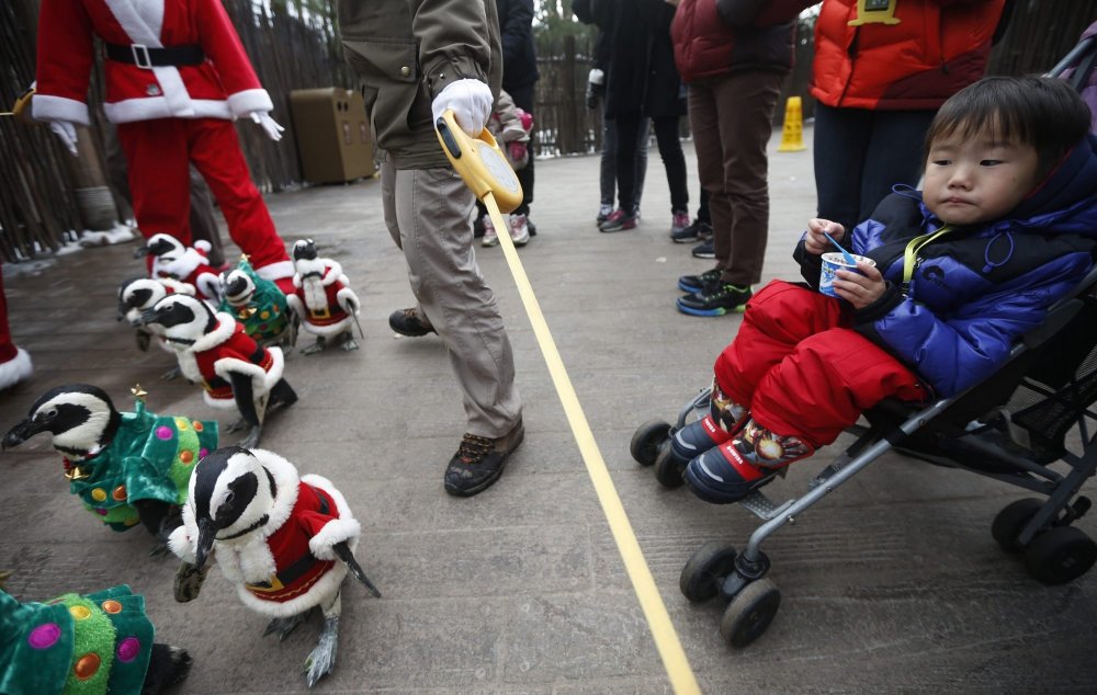 Christmas penguins in South Korea