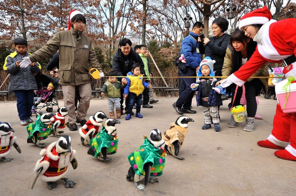 Різдвяні пінгвіни в Південній Кореї