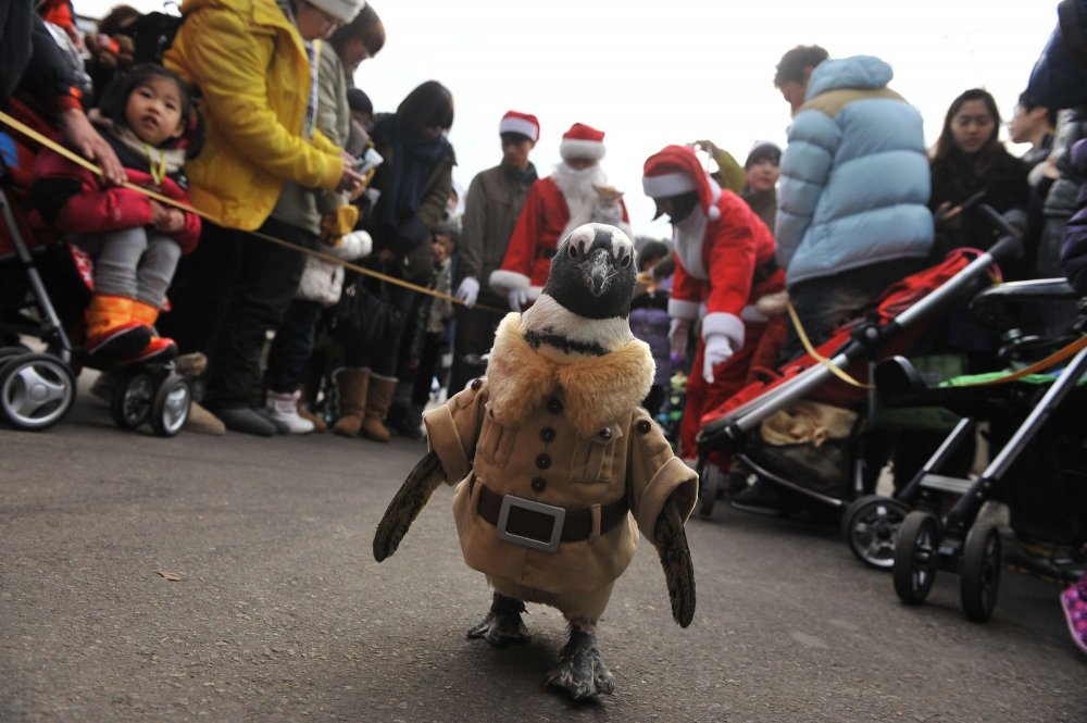 Рождественские пингвины в Южной Корее