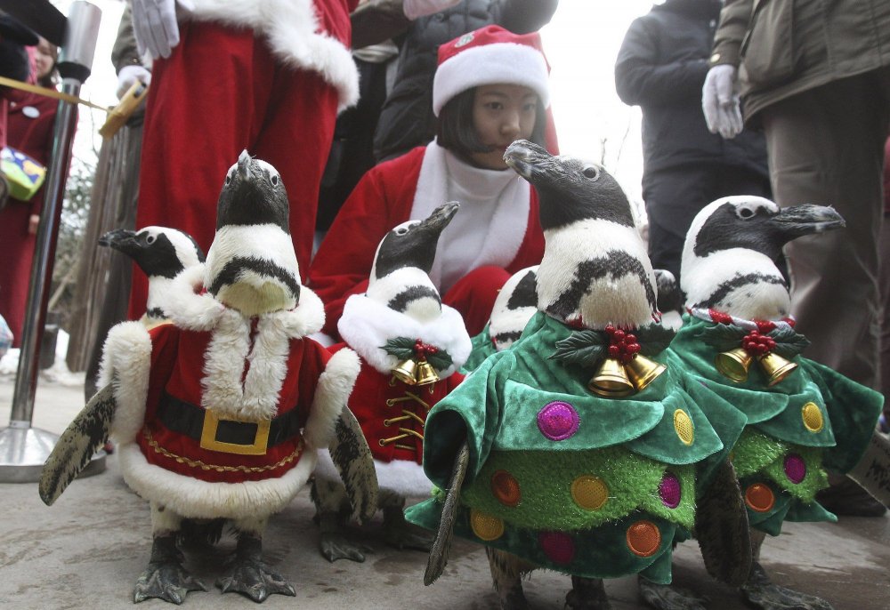 Christmas penguins in South Korea