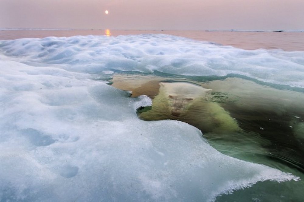 All winners of the photo contest & laquo; National Geographic Photo Contest 2013 & raquo;