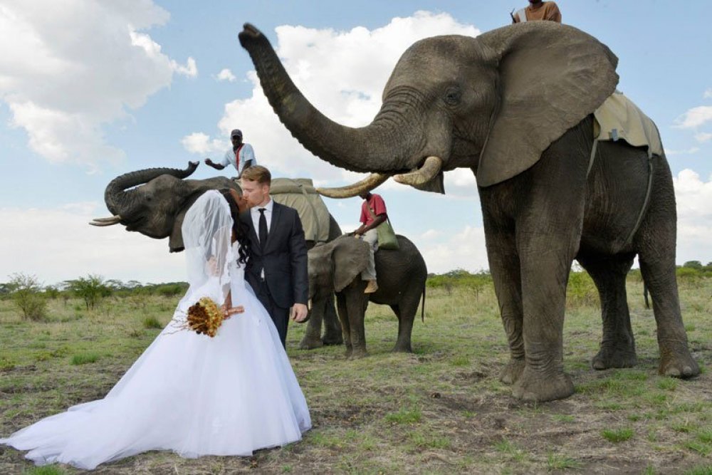 Safari-wedding in Zimbabwe