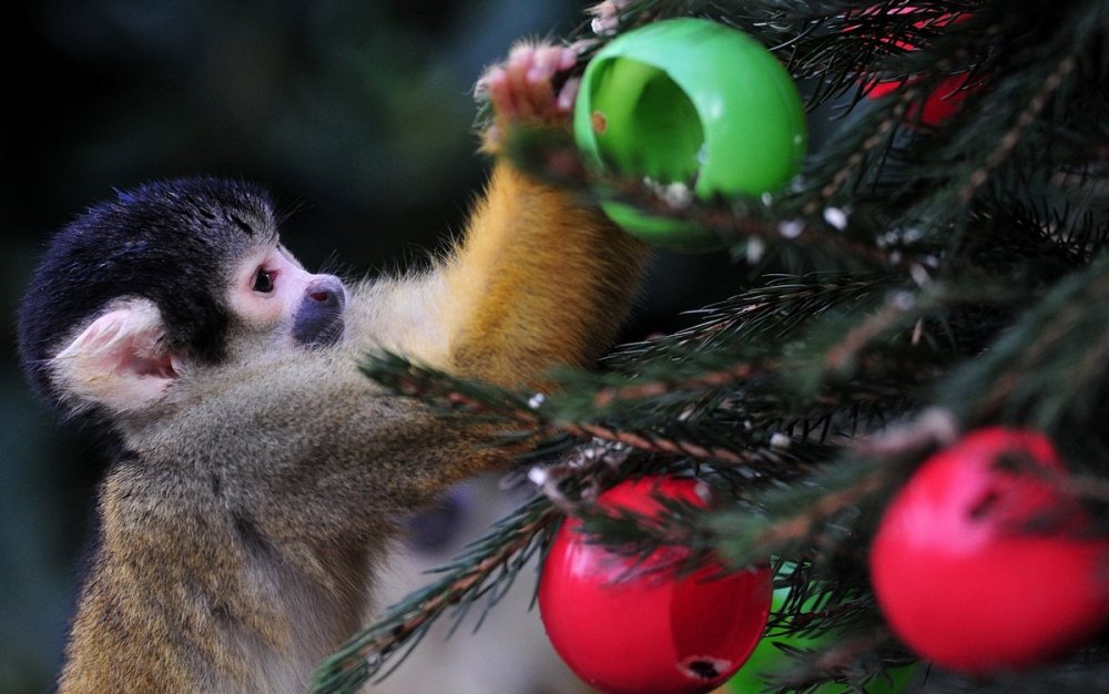 Животные в новостях: рождественские подарки, тупики Исландии и скворцовые грибы