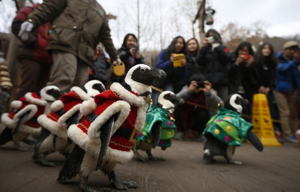 Christmas penguins in South Korea