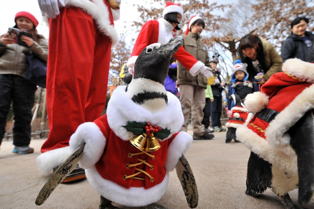 Christmas penguins in South Korea