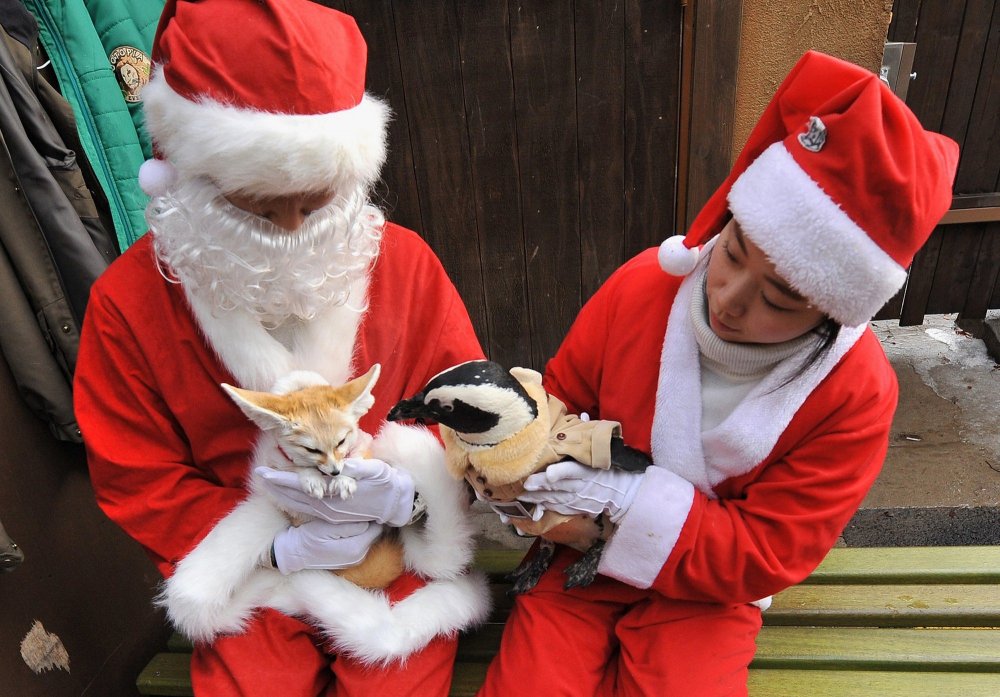 Christmas penguins in South Korea