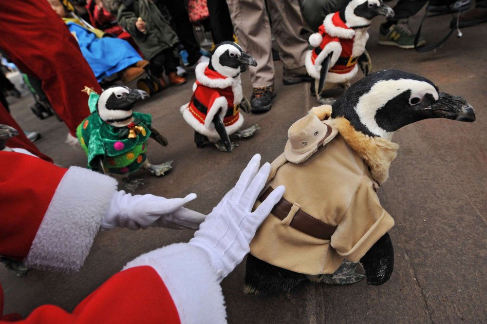 Christmas penguins in South Korea