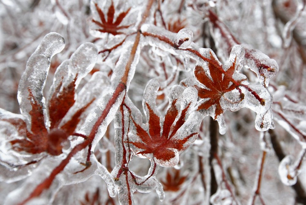 Ice Christmas in Canada