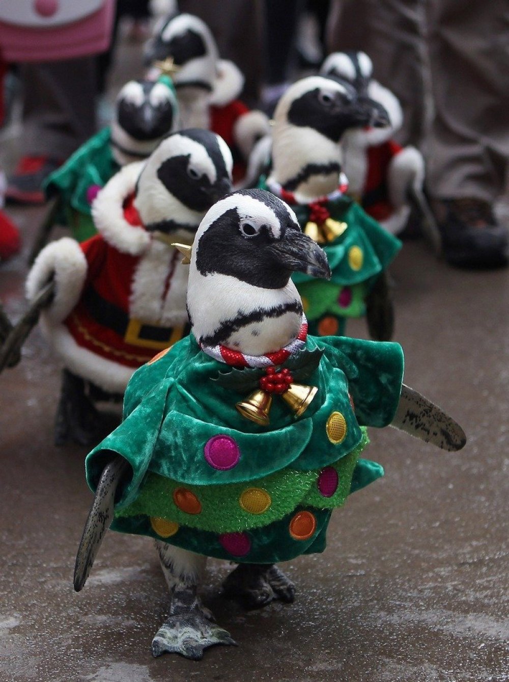 Christmas penguins in South Korea