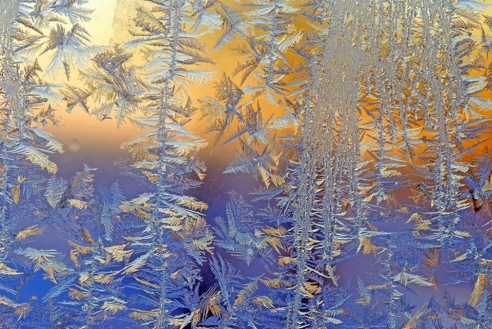 frost on the glass: flower patterns