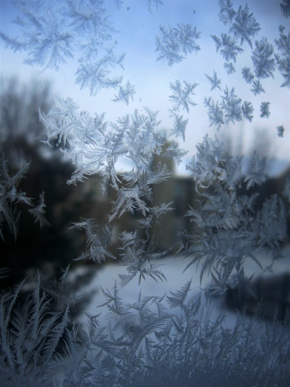  Frost on the glass: floral patterns