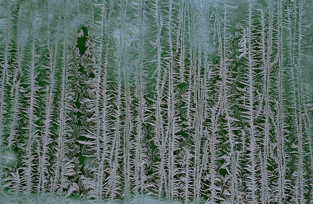 frost on the glass: flower patterns