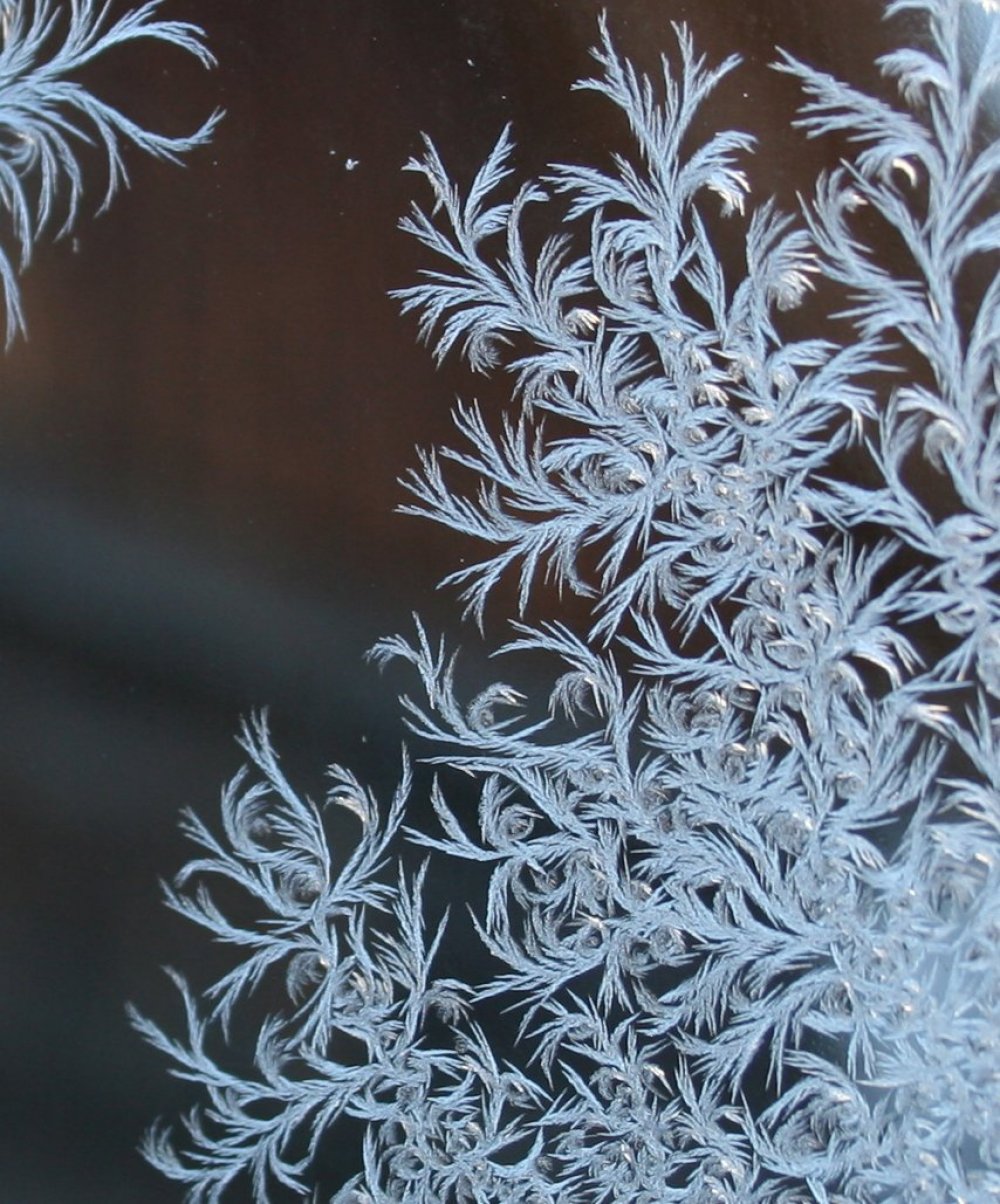 Frost on the glass: flower patterns
