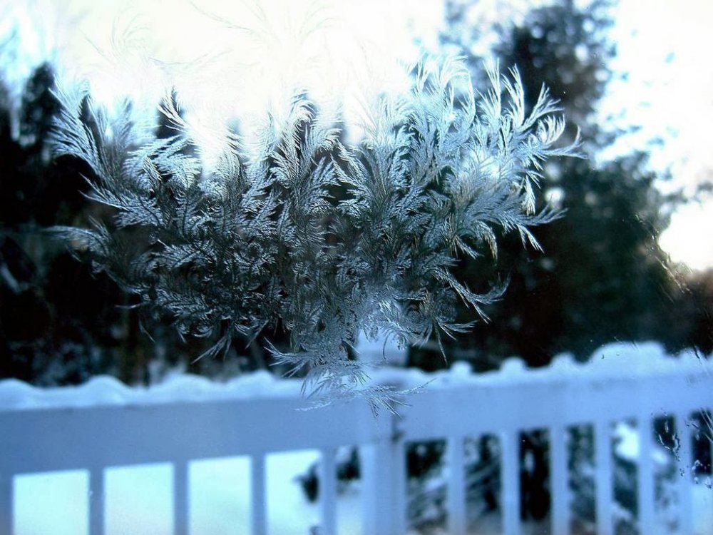 Frost on the glass: flower patterns