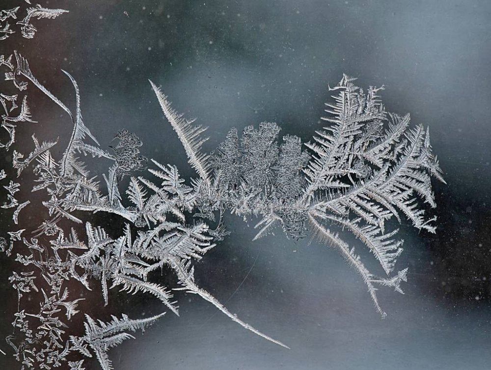 frost on the glass: flower patterns