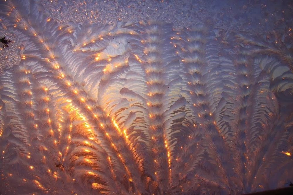 Frost on the glass: flower patterns