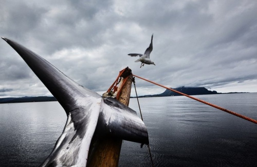 Всі переможці фотоконкурсу & laquo; World Press Photo Contest 2014 & raquo; (частина перша)