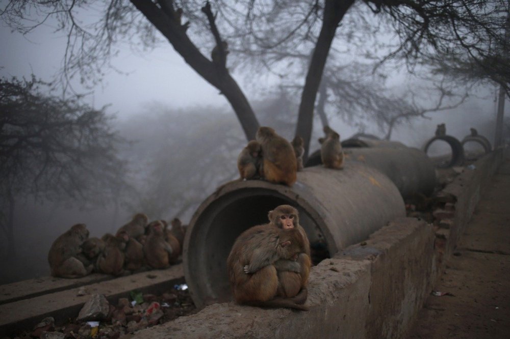 Animals in the news: monkey charity, the British against the French and the year of the horse for the penguins