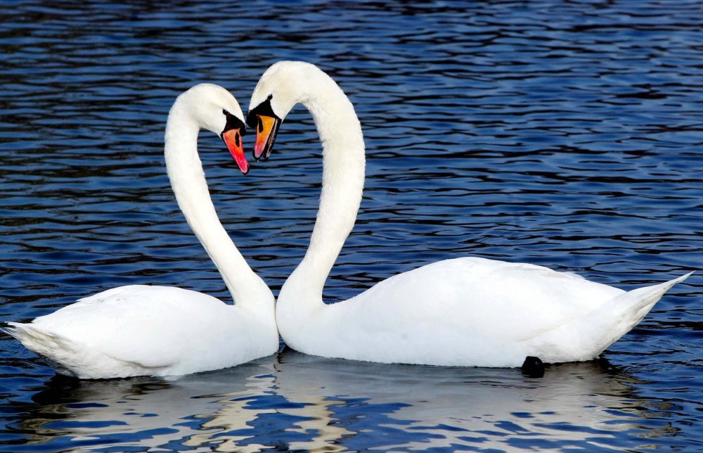 Happy Valentine's Day: hearts everywhere