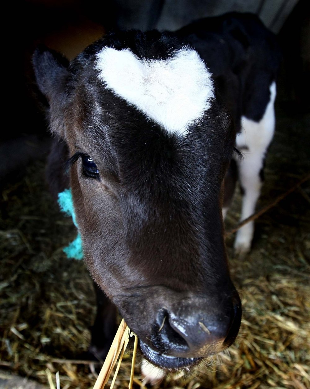 Happy Valentine's Day: hearts everywhere