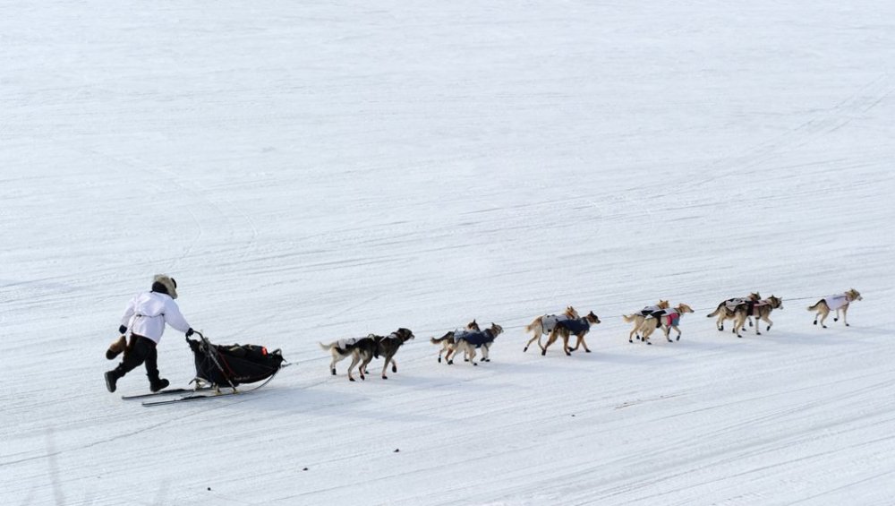 Щорічні перегони на собачих упряжках & laquo; Iditarod Trail Dog Race 2014 & raquo;