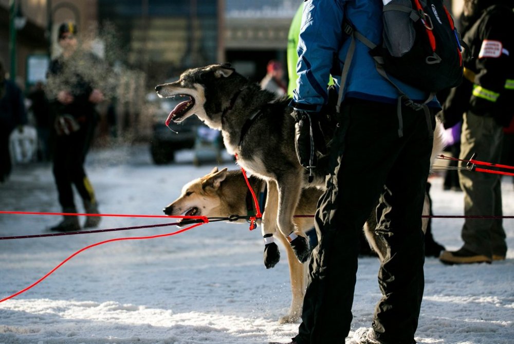 Щорічні перегони на собачих упряжках & laquo; Iditarod Trail Dog Race 2014 & raquo;
