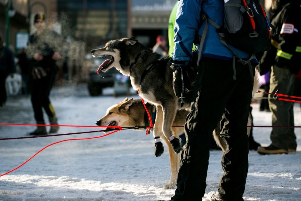 Annual Dog Sled Race & Iditarod Trail Dog Race 2014 & raquo;