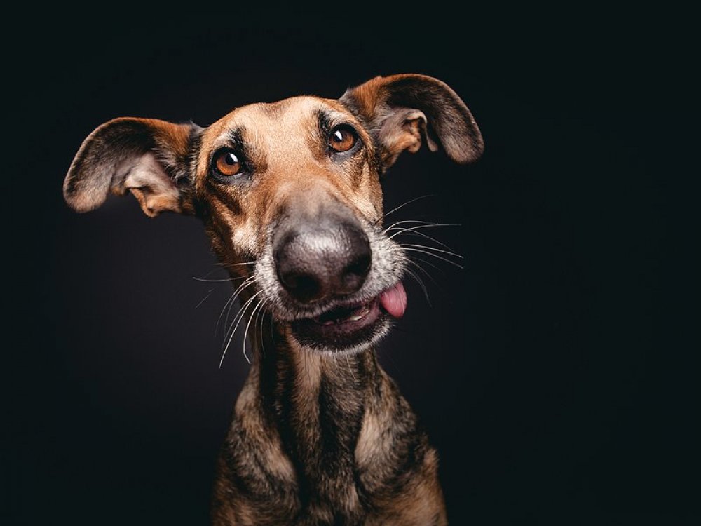 Playful dog portraits