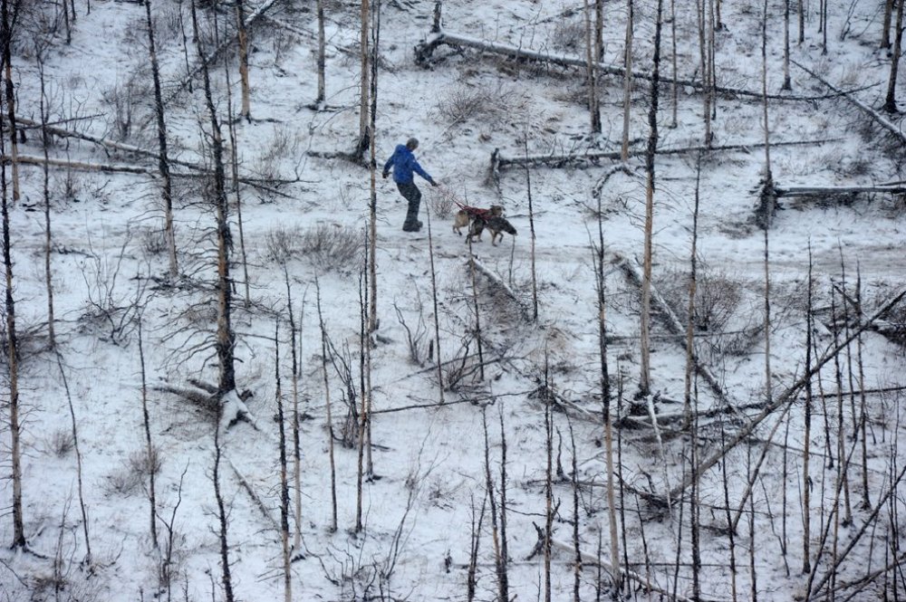 Ежегодные гонки на собачьих упряжках «Iditarod Trail Dog Race 2014»