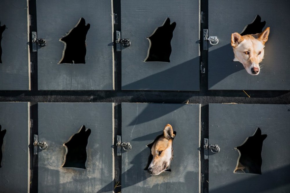 Ежегодные гонки на собачьих упряжках «Iditarod Trail Dog Race 2014»