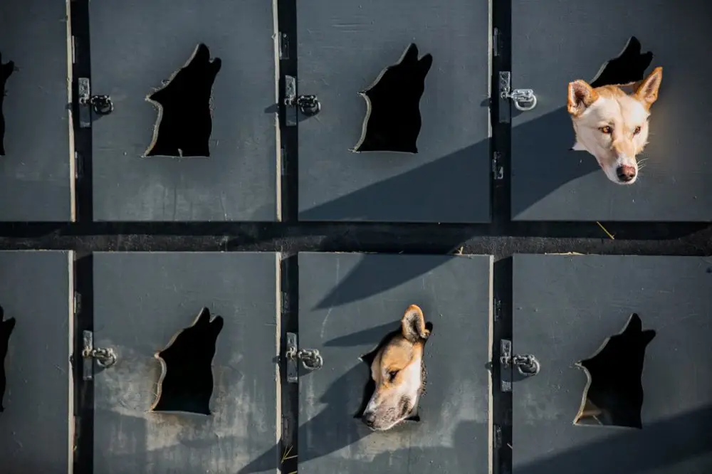 Ежегодные гонки на собачьих упряжках «Iditarod Trail Dog Race 2014»