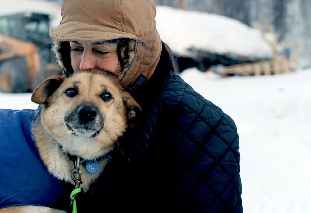 Щорічні перегони на собачих упряжках & laquo; Iditarod Trail Dog Race 2014 & raquo;