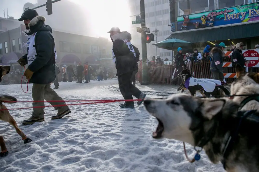 Ежегодные гонки на собачьих упряжках «Iditarod Trail Dog Race 2014»