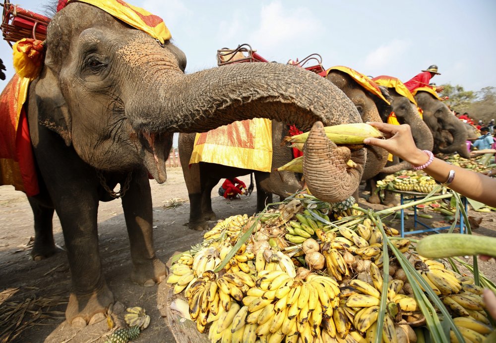 Elephant Day in Thailand