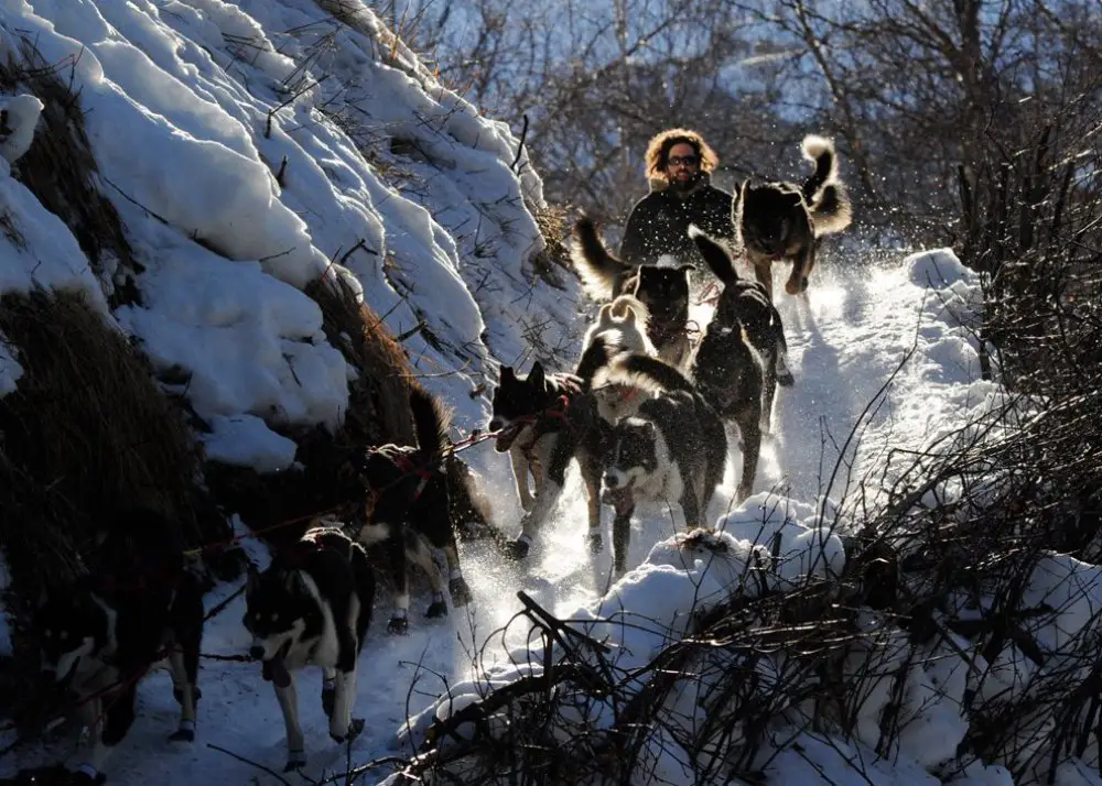 Ежегодные гонки на собачьих упряжках «Iditarod Trail Dog Race 2014»
