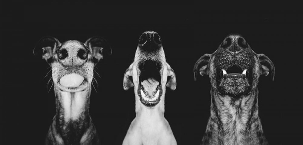 Playful dog portraits