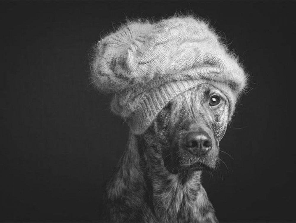 Playful dog portraits