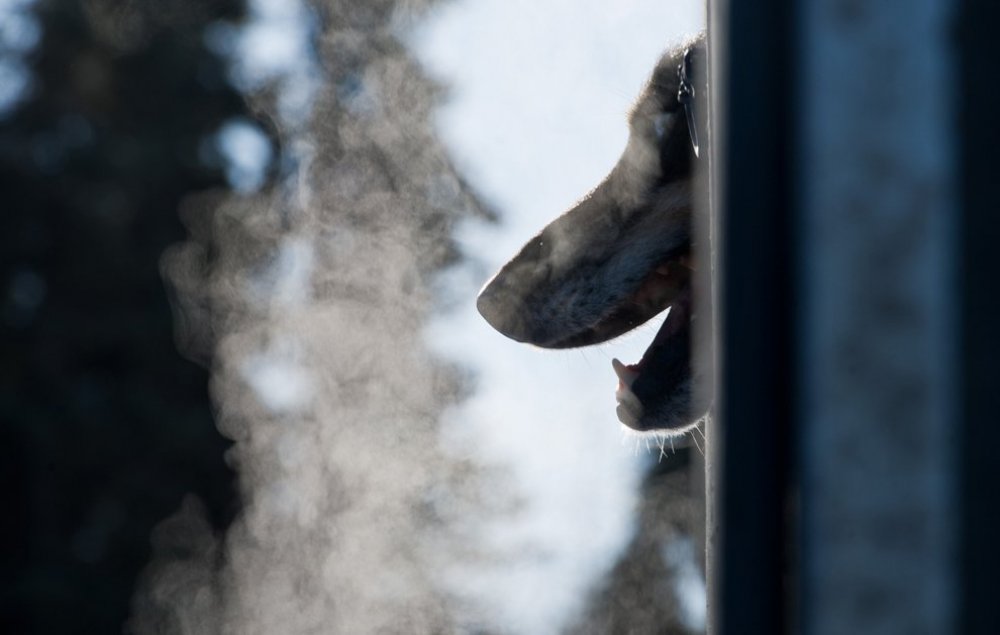Щорічні перегони на собачих упряжках & laquo; Iditarod Trail Dog Race 2014 & raquo;