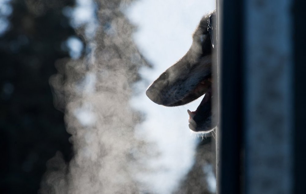 Ежегодные гонки на собачьих упряжках «Iditarod Trail Dog Race 2014»