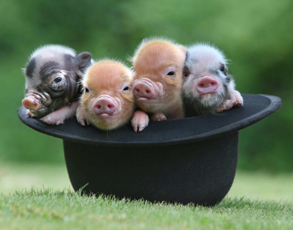 Micro-pigs from the UK