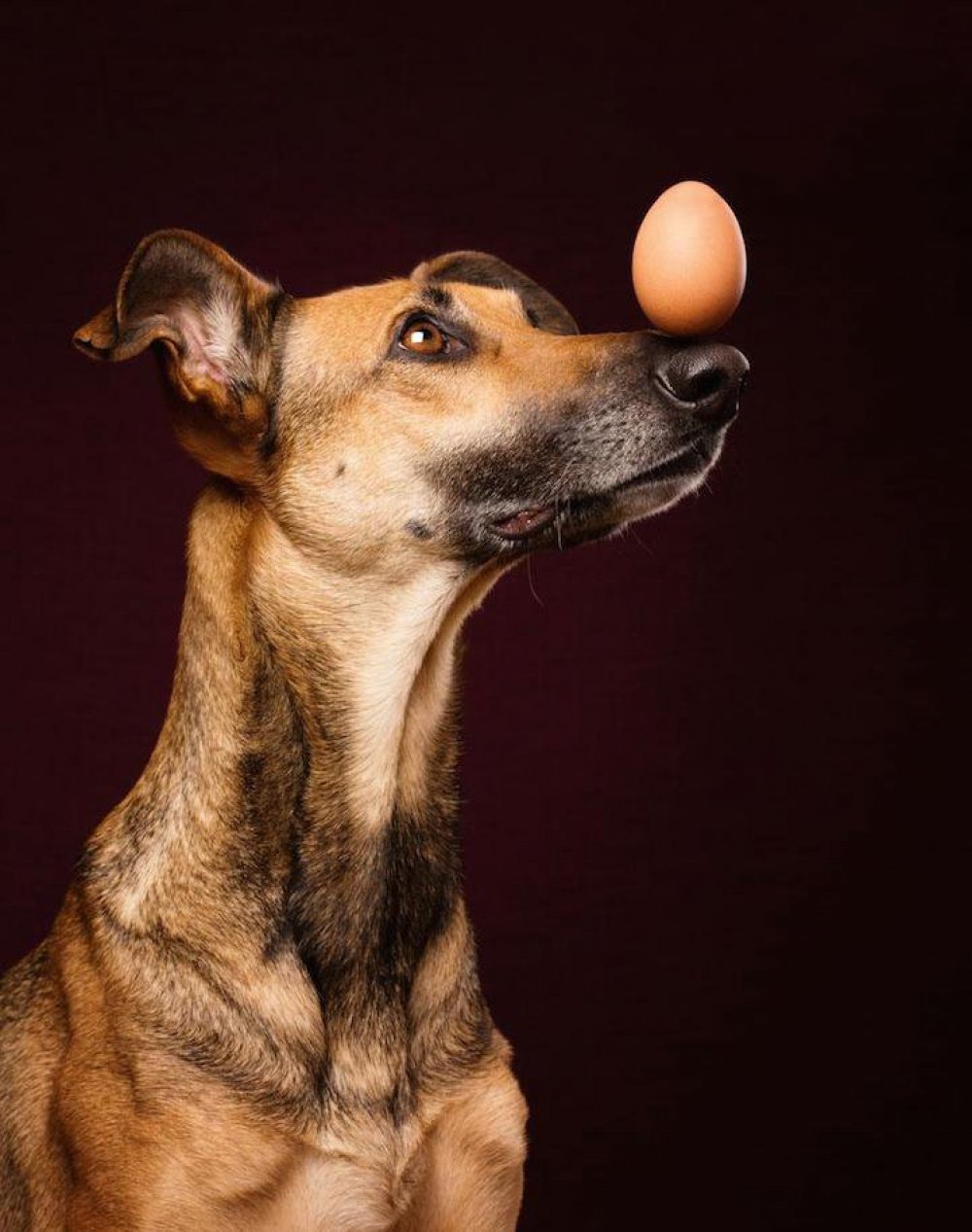 Playful canine portraits