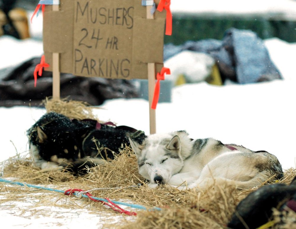 Щорічні перегони на собачих упряжках & laquo; Iditarod Trail Dog Race 2014 & raquo;