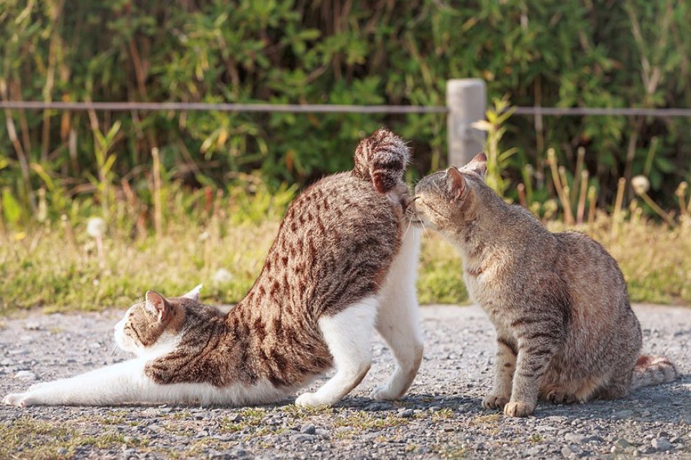 Котофотограф Сейдзі Мамия (Seiji Mamiya)