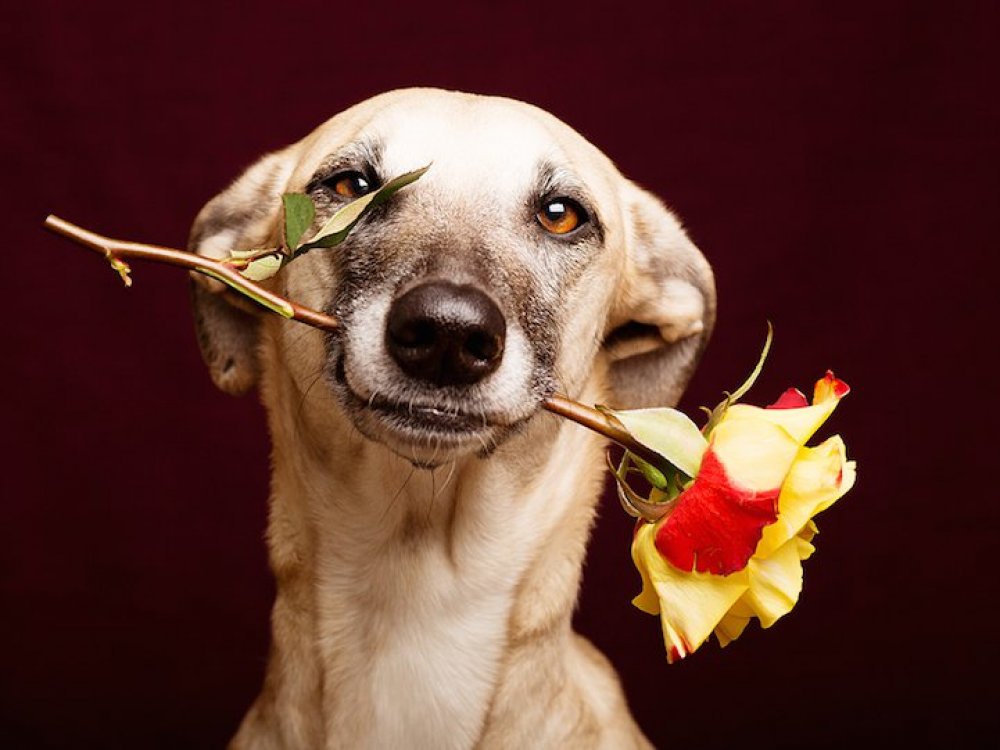 Playful canine portraits